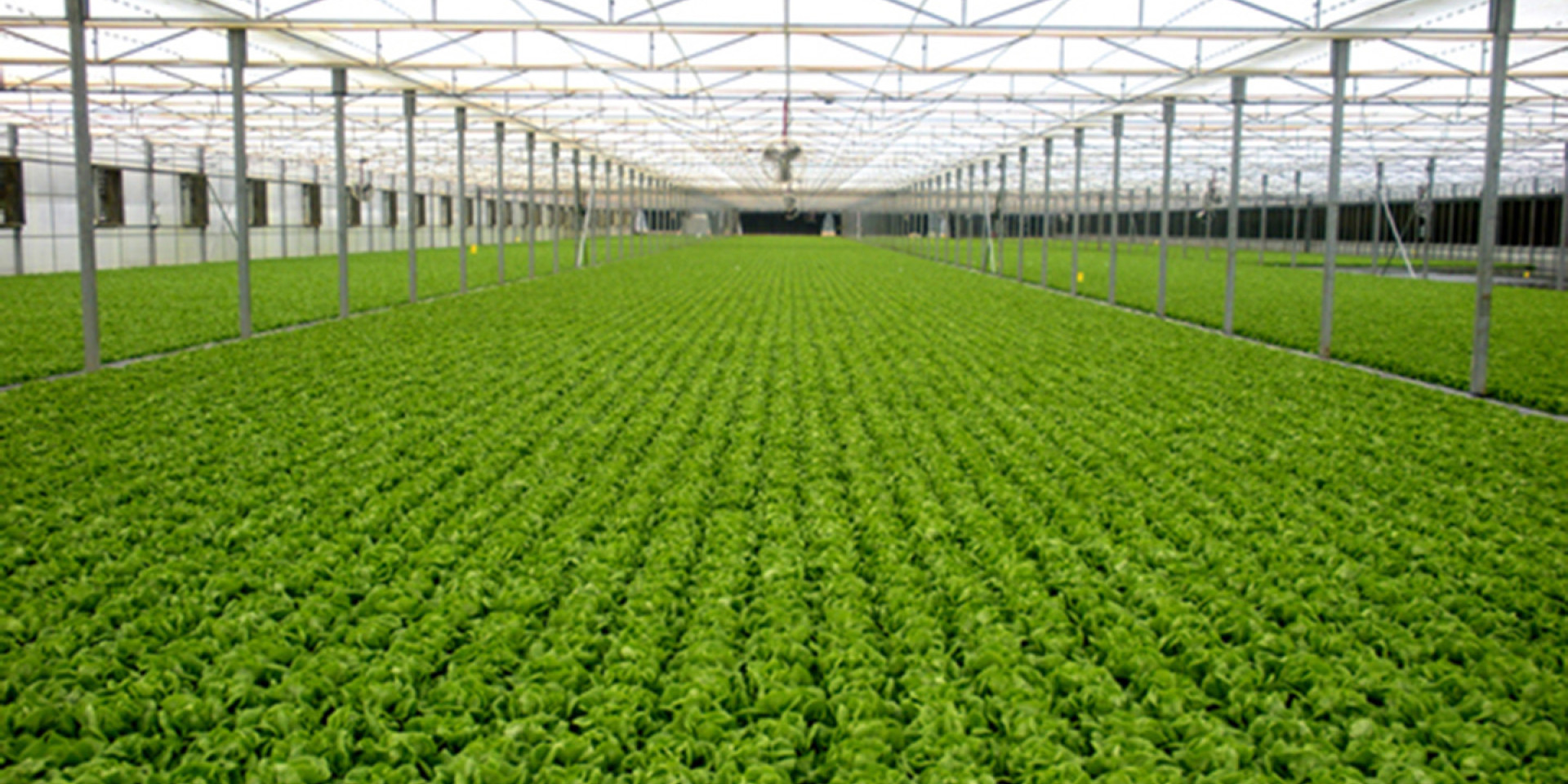 lettuce greenhouse 2 img3