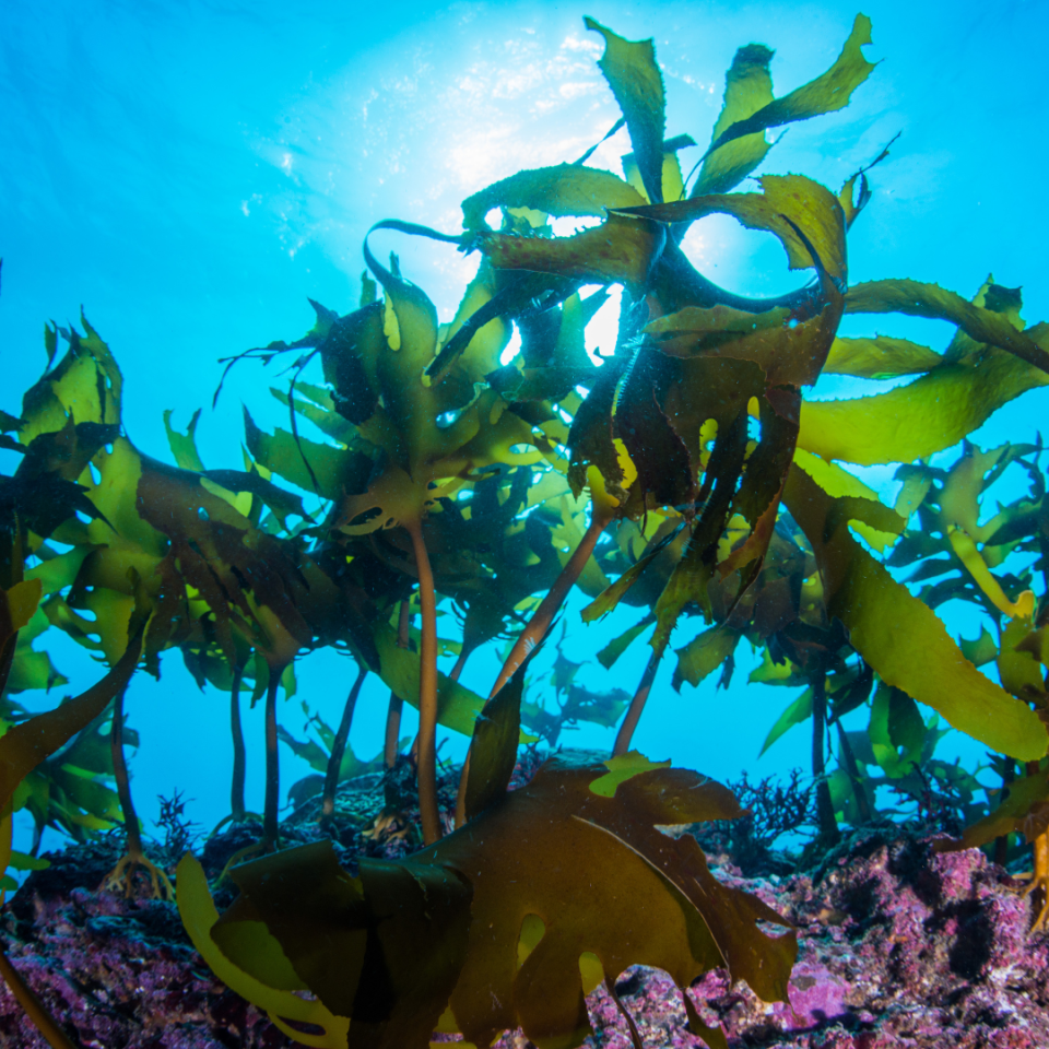 Seaweed