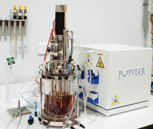 Fermentation for whole cell products