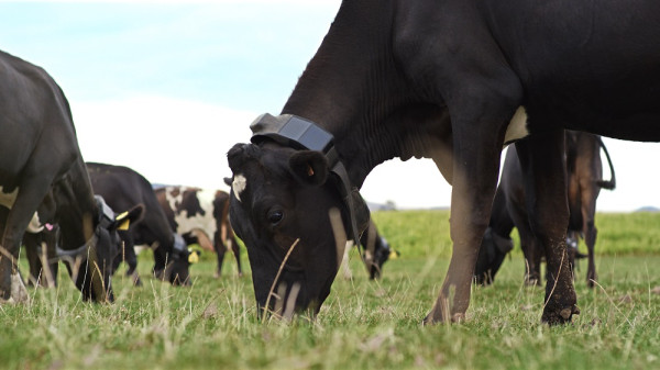 cows with collars grazing in a field