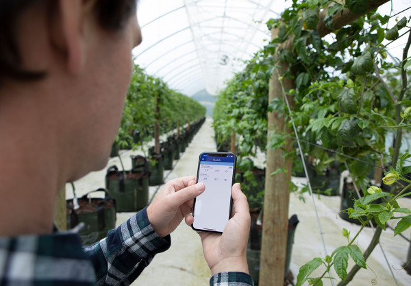 Man standing in front of vines looking at Bluelab app on mobile phone Using the Bluelab app