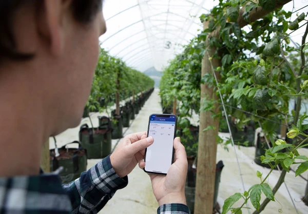 Man standing in front of vines looking at Bluelab app on mobile phone Using the Bluelab app