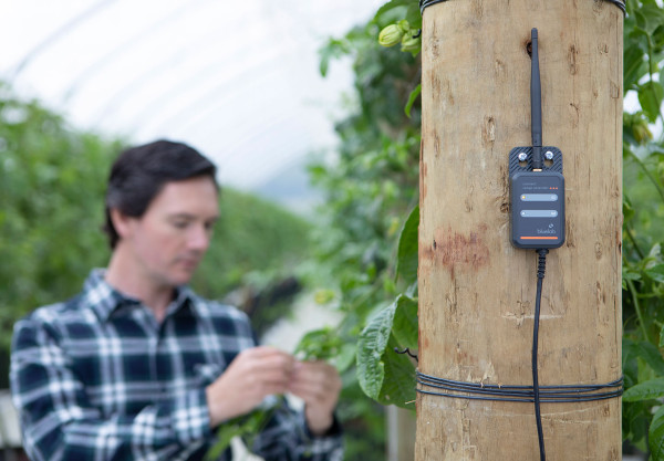 man check vine leaves with Bluelab connect stick on a post