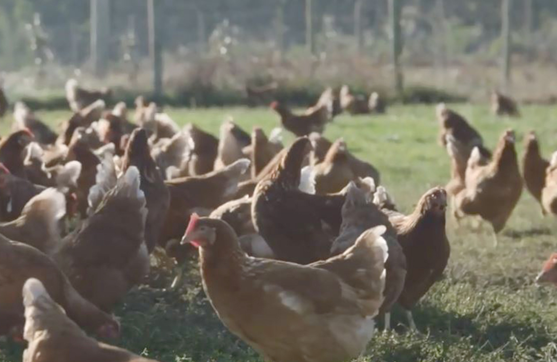 chickens img3