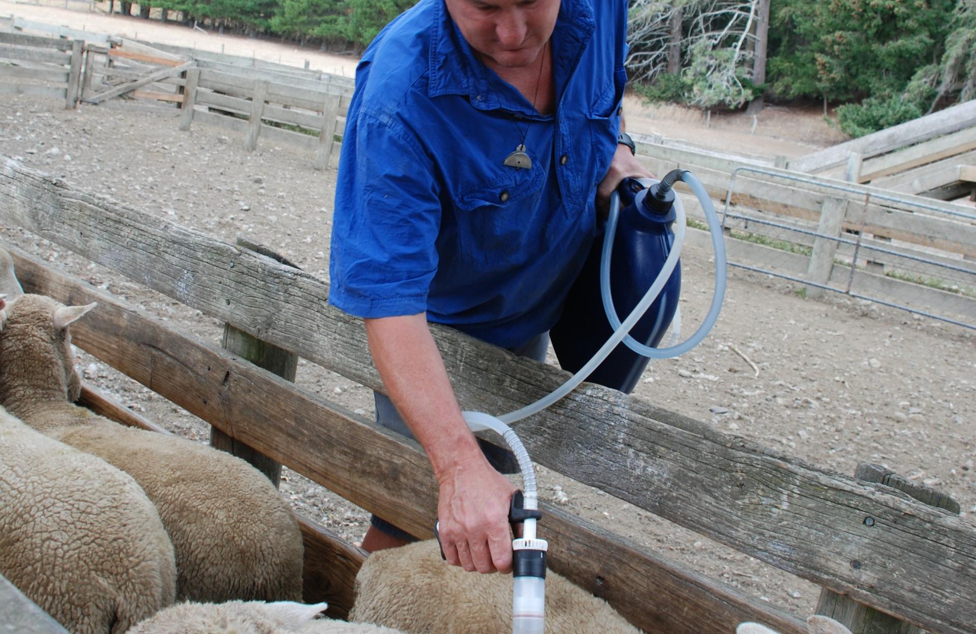 Donaghys Spot-on treatment for sheep