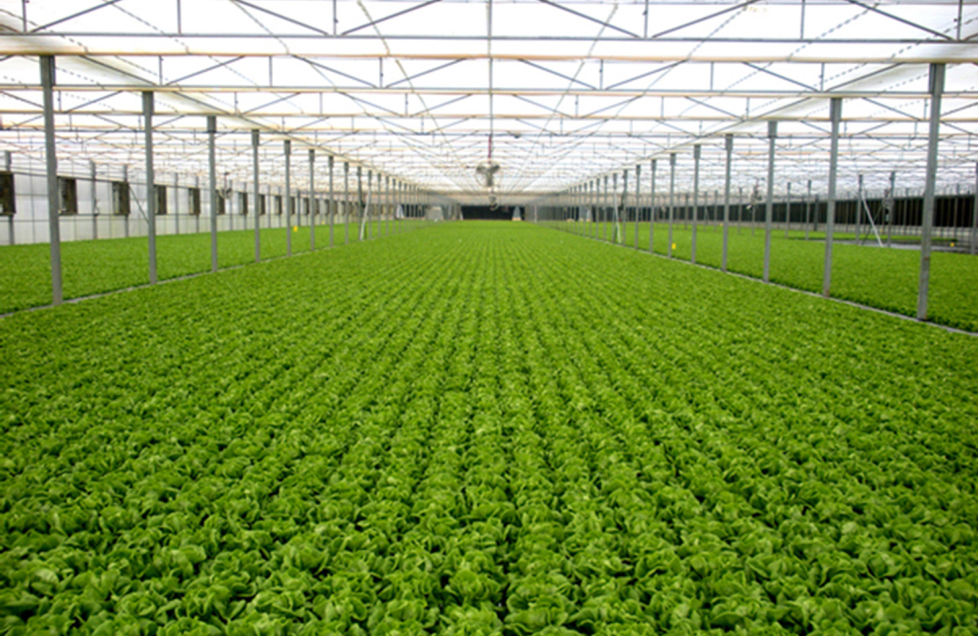 lettuce greenhouse 2 img3