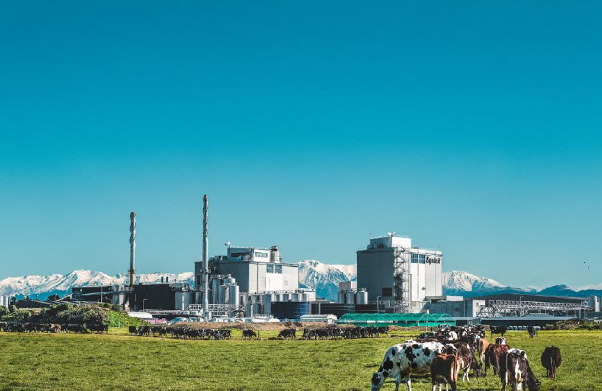 foodpilot partnership makes the most of every frop of milk Synlait