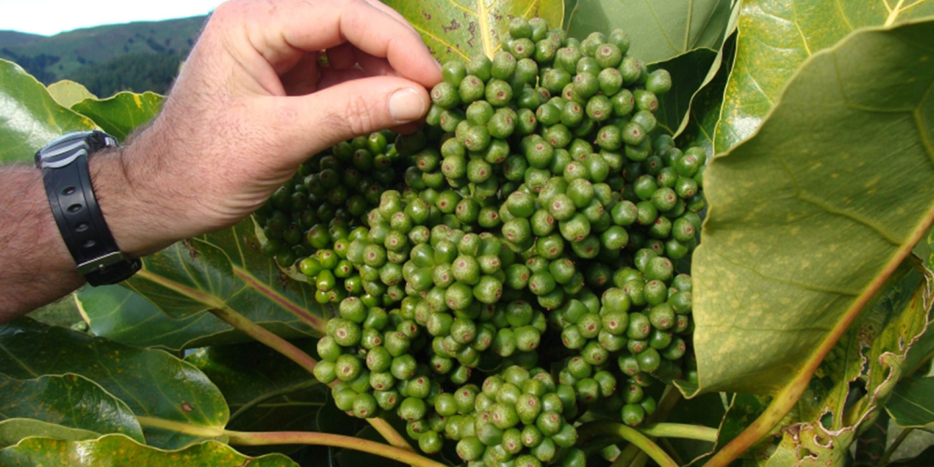 puka seeds img3