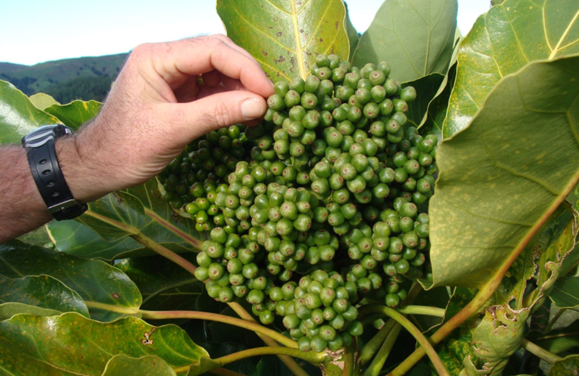 puka seeds img3